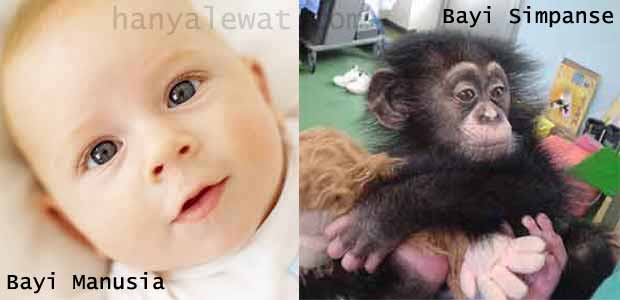 Perhatikan beda bayi manusia dan bayi simpanse diatas.