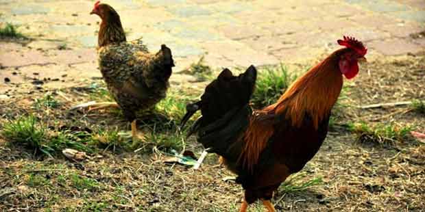 Ayam Jantan dan Betina